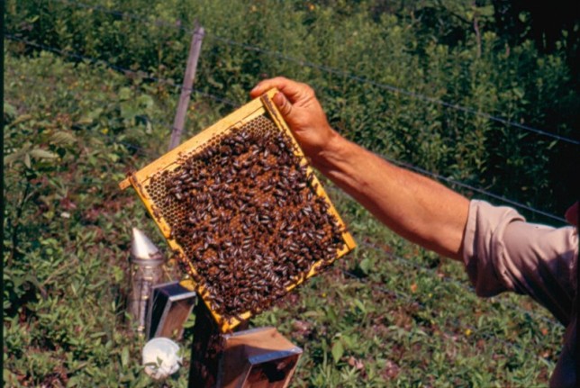 Półramka weselna